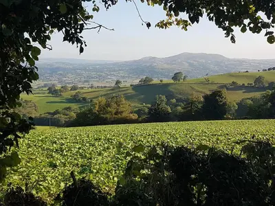 a field of soybean crops with hills in the background at Character cottage with spectacular views in Church Stoke