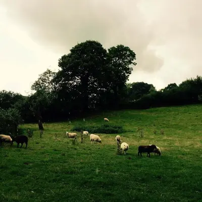 a herd of sheep grazing in a field at Mynd House in Church Stretton