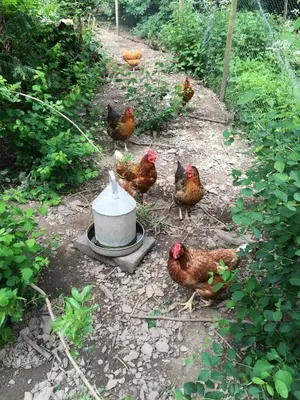 a group of chickens are standing around a pot at Lower Buckton Country Living Big House near Ludlow 6 bedrooms sleep 12 in Leintwardine