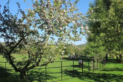 a fence with sheep grazing in a field with a tree at The Old Vicarage with hot-tub & sauna in Vowchurch