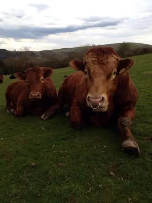 two brown cows laying on the grass in a field at Carol Anns Caravan, Working Farm Stay, Rural, Private, Fire Pit for hire, Dogs on request in Pontesbury