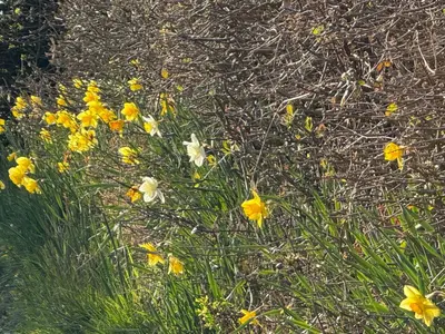 a bunch of yellow and white flowers in the grass at Charming 2 bedroom Lodge In the Shropshire Countryside with Fantastic Views in Clunton