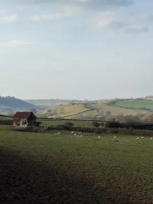 a herd of sheep grazing in a field with a barn at Charming 2 bedroom Lodge In the Shropshire Countryside with Fantastic Views in Clunton