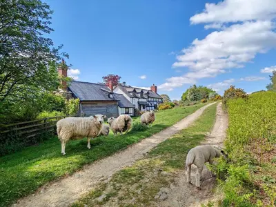 a group of sheep walking down a dirt road at 3 Bed in Leominster oc-r30485 in Yarpole