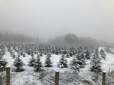 a field of christmas trees covered in snow at Detached cottage in the hills near Dolgellau in Cross Foxes