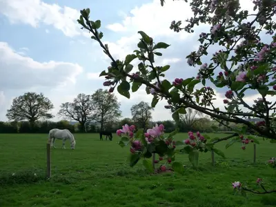 a white horse grazing in a field with pink flowers at Herdsman's Hideaway in Leominster