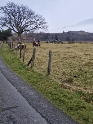 a fence on the side of a field with horses at Misty Mountain Log Cabin - Trawsfynydd in Trawsfynydd