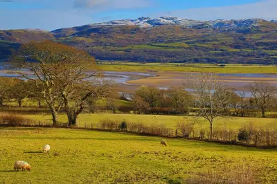 a group of sheep grazing in a field with a mountain at Artist's Cottage in Penrhyndeudreath