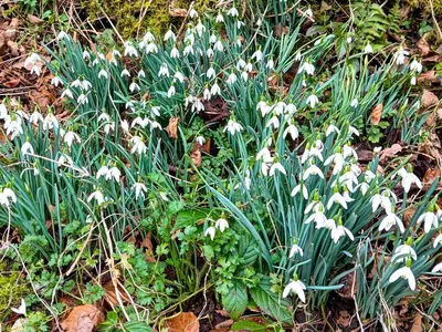 a bunch of white flowers in the grass at The Cabin In The Woods - Uk49023 in Pencarreg