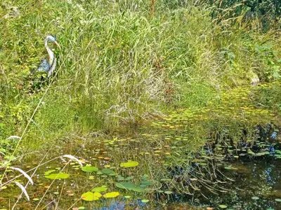 a bird standing in the grass next to a body of water at Rosie - Uk49025 in Pencarreg