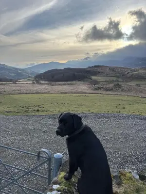 a black dog sitting on top of a fence at Beautiful Remote Cottage near Dolgellau in Penmaen Pool