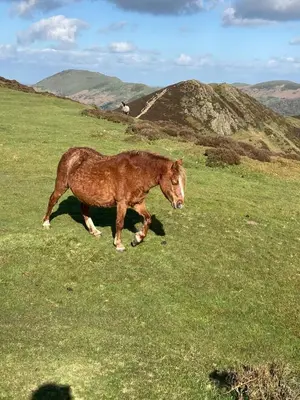 a brown horse running in a field of grass at Broughshane in Church Stretton