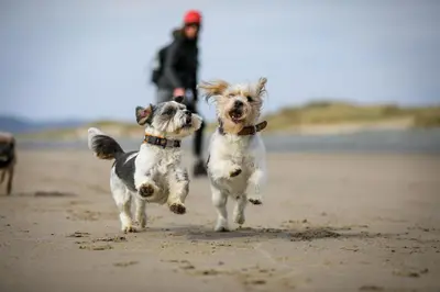 two dogs are running on the beach at 3 Bed in Aberdovey oc-n29124 in Aberdyfi