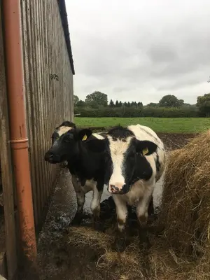 two cows standing next to a building with hay at The Sitting Duck in Greet