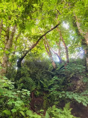 a forest of trees with leaves and a trail at Shepherds hut on alpaca farm in Blaenau-Ffestiniog