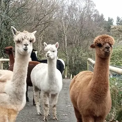 Shepherds hut on alpaca farm