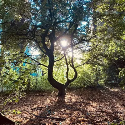 a tree with the sun shining through it at North Cottage in Berriew