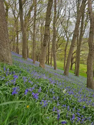 a row of trees with blue flowers in a forest at Cosy Caravan Walkers Ramblers Fishermen Cyclists in Abermule
