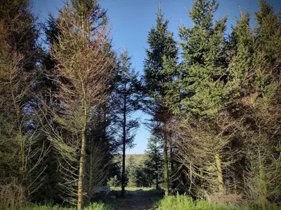 a group of trees in the middle of a field at Fir Tree Shepherd's Hut in Llanon