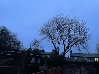 a tree in front of a house with a fence at Cosy Cottage in Kington
