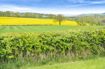 a field of yellow rapeseed with a tree in the distance at 1 Bed in Bronllys oc-t31950 in Bronllys