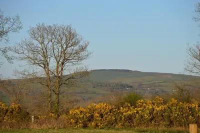 a tree in a field with a hill in the background at Dog friendly rural location in Llanerch-Aeron