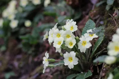a group of white flowers on the ground at Pretty sunny cottage, Machynlleth in Machynlleth