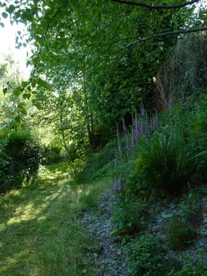 a path in the woods with purple flowers at Pretty sunny cottage, Machynlleth in Machynlleth