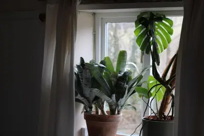 two potted plants sitting on a window sill at Pretty sunny cottage, Machynlleth in Machynlleth