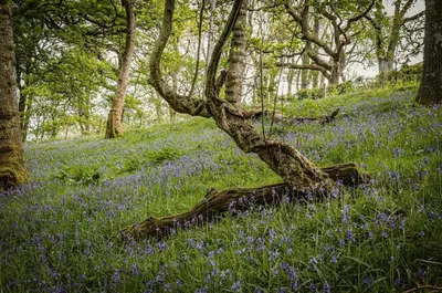a tree in the middle of a field of blue flowers at Oolert Treehouse in Hundred House