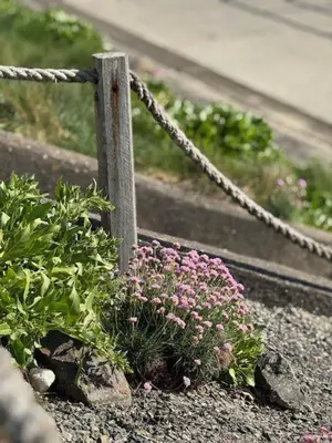 a garden with pink flowers and a fence at Y Caban Caru in Tywyn