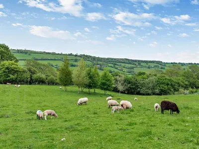 a herd of sheep grazing in a grassy field at 2 Bed in Hereford oc-42881 in Craswall