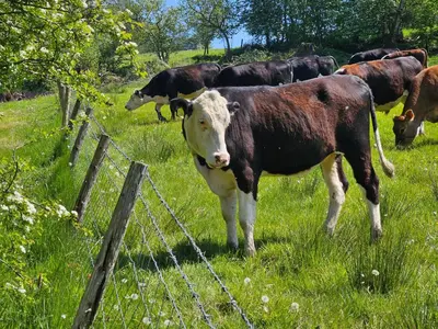 a group of cows standing in a field next to a fence at Bluebell Hideaway in Llanfair Clydogau