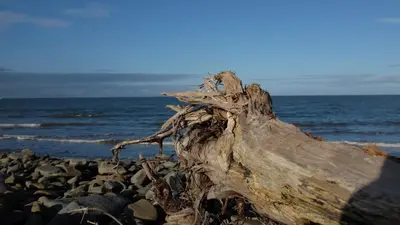 a log on a rocky beach with the ocean at Pretty barn conversion in seaside village in Llansantffraid