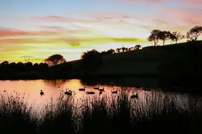 a group of ducks swimming in a lake at sunset at Y Dderwen Aberaeron in Llanarth