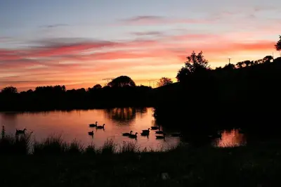 a group of ducks in the water at sunset at Yr Onnen Aberaeron in Llanarth