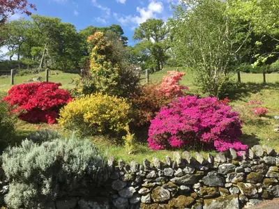 a garden with pink flowers and a stone wall at Heulwen Guest House in Dolgellau