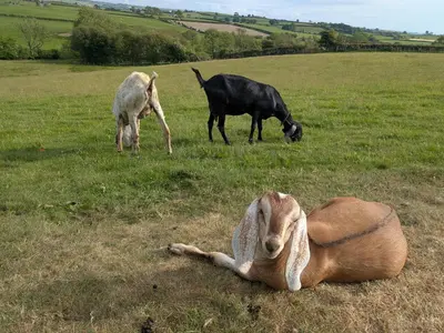 a goat laying in a field with two goats grazing at Aelybryn in Llangwyryfon