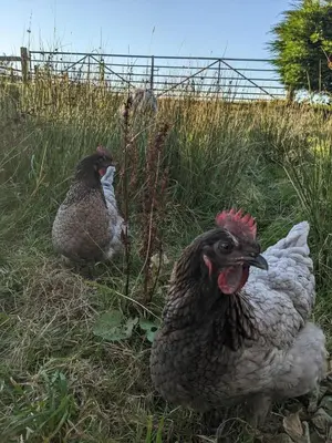two chickens standing in the grass in a field at Aelybryn in Llangwyryfon