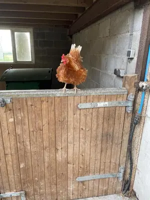 a chicken standing on top of a wooden gate at Aelybryn in Llangwyryfon