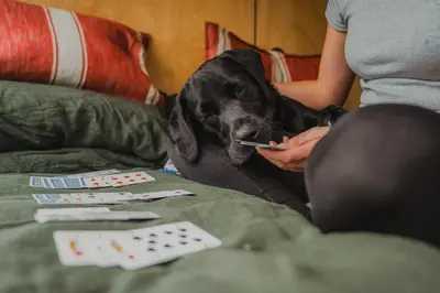 a black dog sitting on a bed with a person feeding it at Hydra in Llangollen