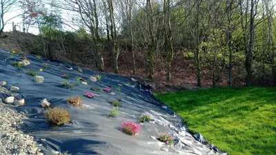 a group of plants on aphalt road at Chandler Ranch Llandovery Cynghordy in Cynghordy