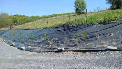 a field of plants on the side of a road at Cosy Rural Gilbert Hights Llandovery Cynghordy in Cynghordy