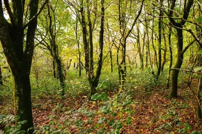 a wooded area with trees and leaves on the ground at Owls Roost Eco Lodge Apartment Lampeter in Lampeter