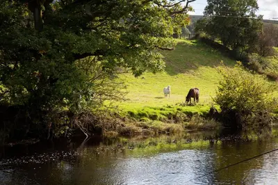 two horses grazing in a field next to a body of water at Felin Gogoyan in Tregaron