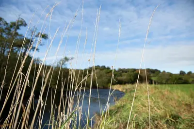 a field with tall grass and a body of water at Ty Twt Teifi in Tregaron