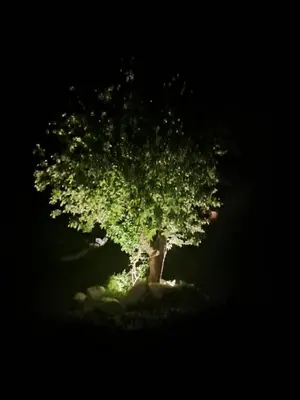 a tree lit up at night in a field at Scenic Pet Friendly Pod in Talybont Aberystwyth in Aberystwyth