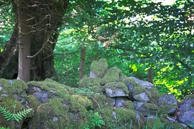 a pile of moss covered rocks in a forest at Woodcutters' Cabin Authentic Log Cabin Talybont Aberystwyth SY245DW in Aberystwyth