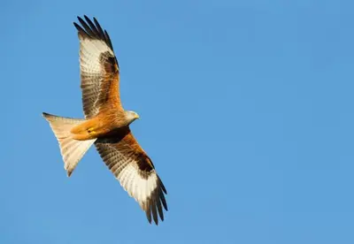 a bird flying in the sky at Pencastell Views in Nantcwnlle
