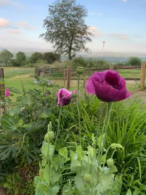two purple flowers in a garden with a fence at Pencastell Views in Nantcwnlle